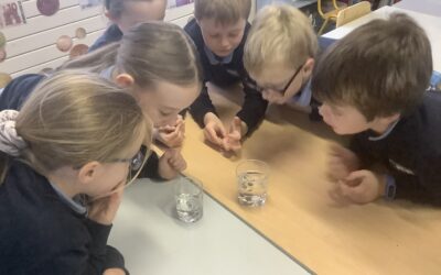 Science Week in 1st & 2nd Class